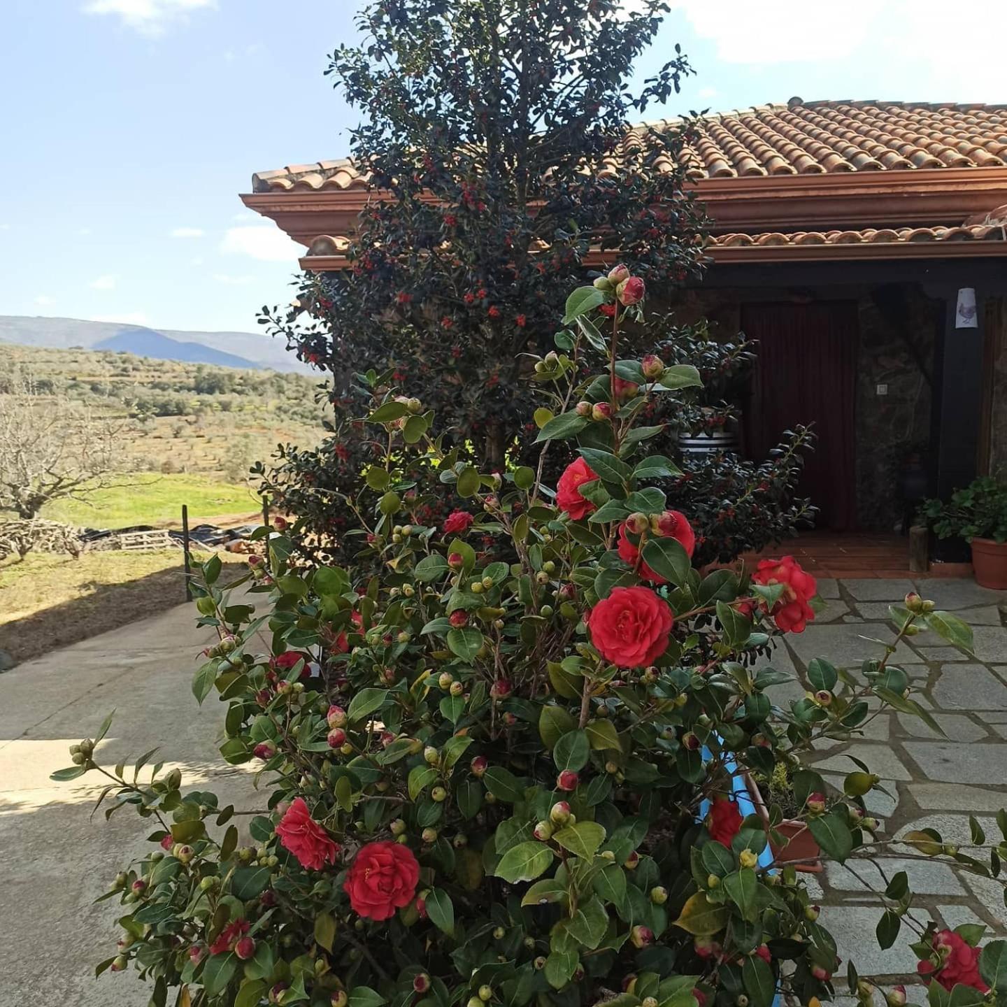 Casa Rural Los Olivos Сотосеррано Экстерьер фото
